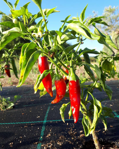 Be Aromatic Organic Cayenne Pepper