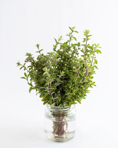 Be Aromatic Organic Oregano